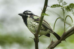 Image of Spot-flanked Barbet