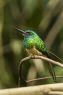 Image of Bluish-fronted Jacamar