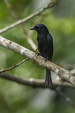 Image of Velvet-mantled Drongo