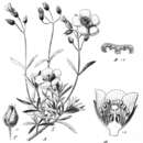 Image of Cistus munbyi Pomel