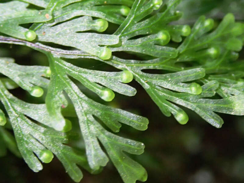 Imagem de Hymenophyllum flabellatum Labill.