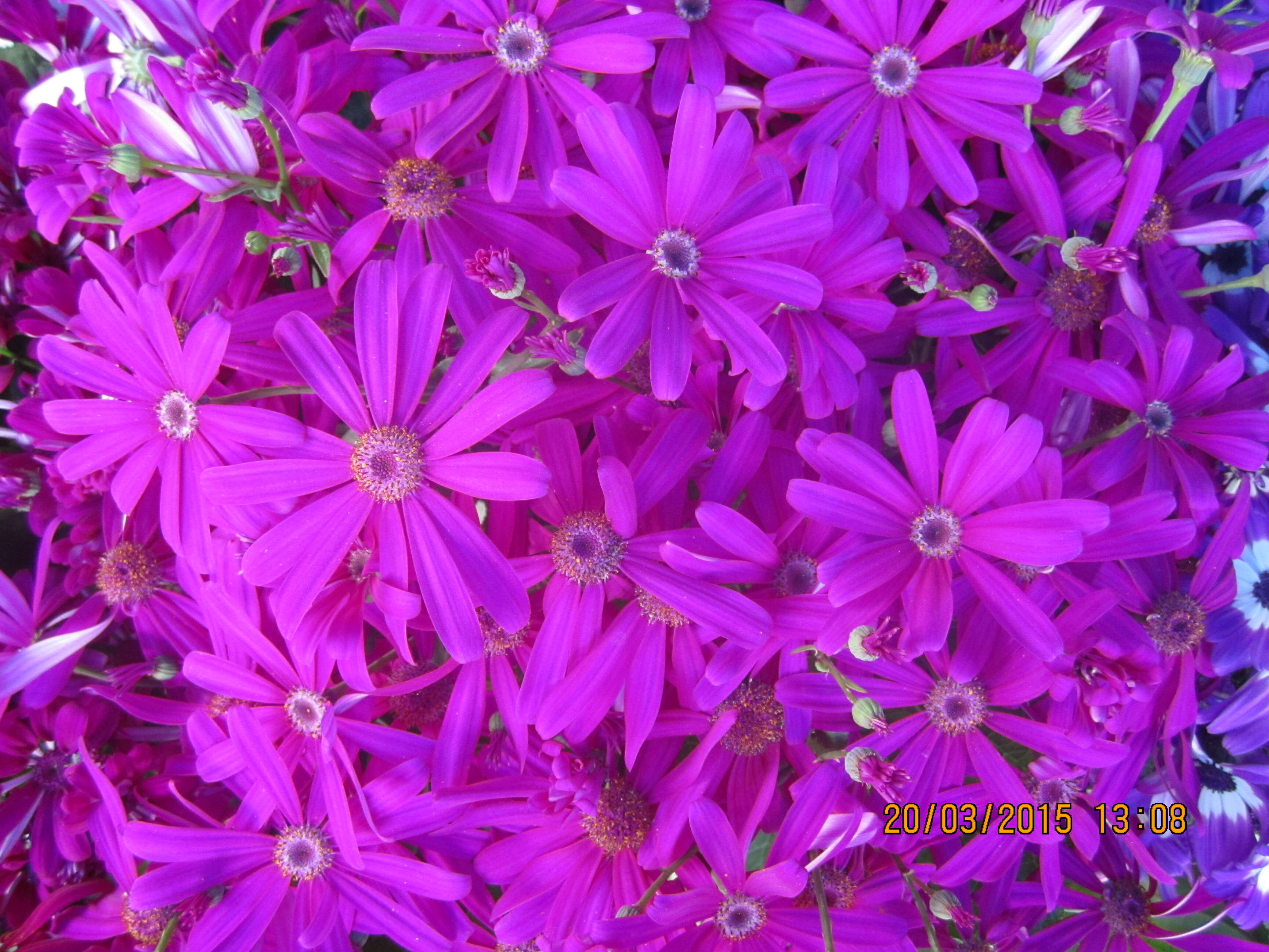 Image of Cineraria deltoidea Sond.