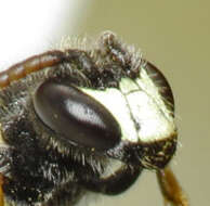 Image of Hyaline Masked Bee