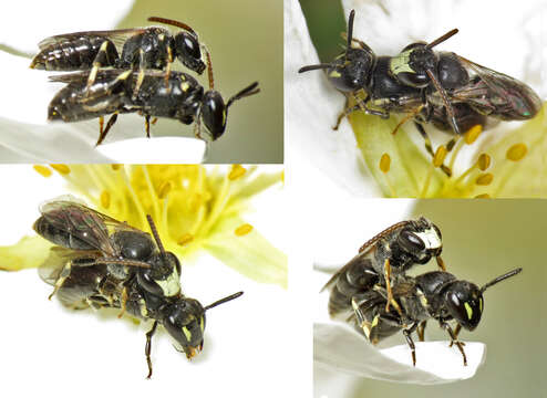 Image of Hyaline Masked Bee