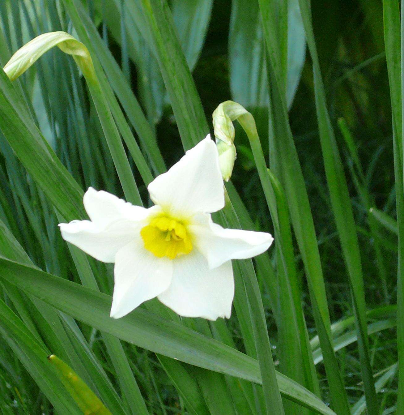 Image de Narcissus medioluteus Mill.