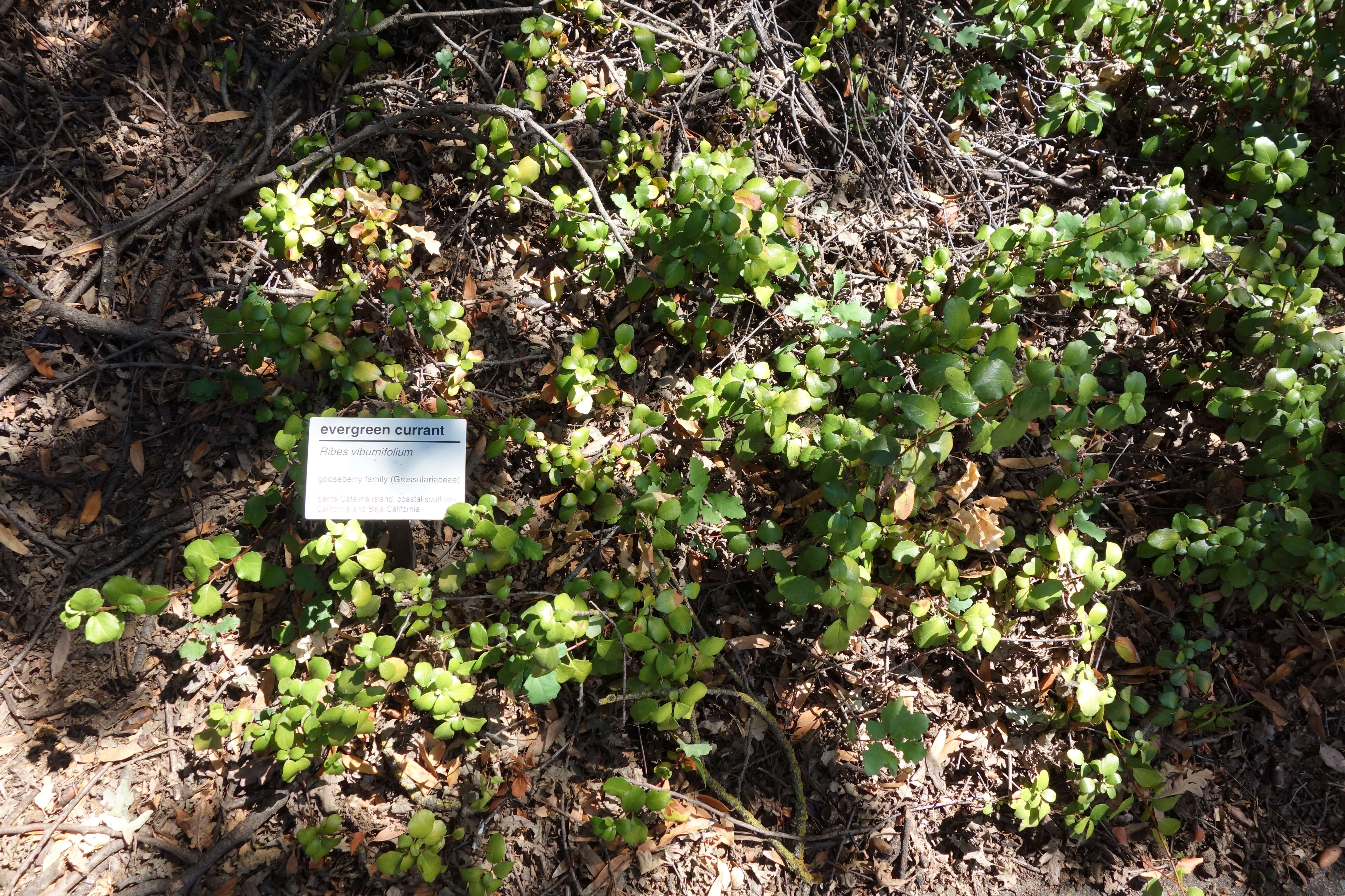 Image of island gooseberry