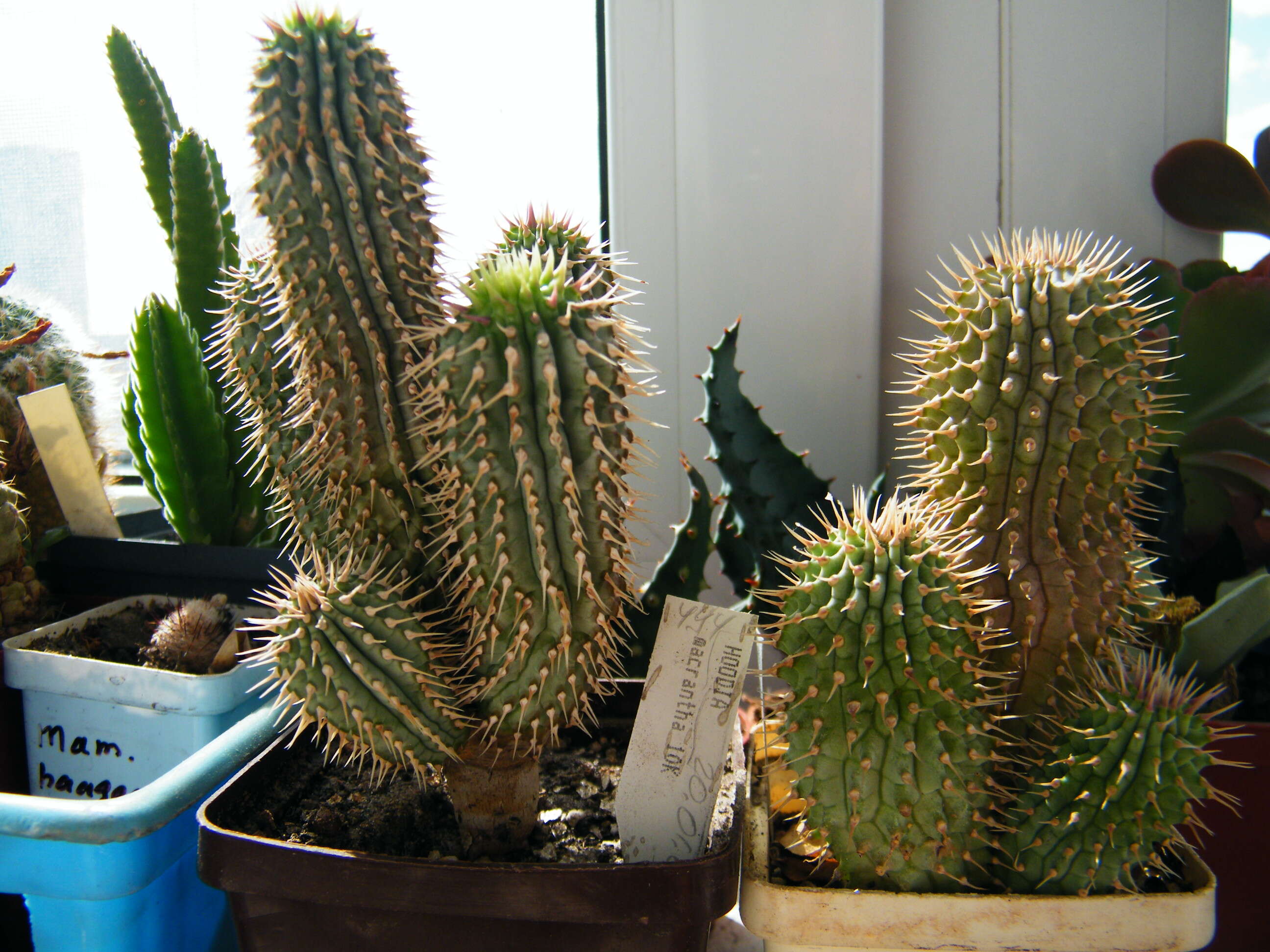 Image of Hoodia macrantha