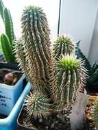 Image of Hoodia macrantha