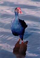 Image of Australasian Swamphen