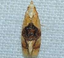 Слика од Cochylis bucera