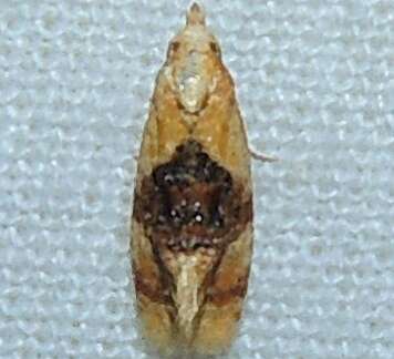 Слика од Cochylis bucera