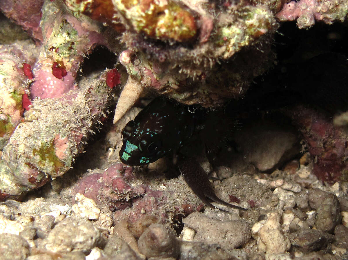 Image of Banded devilfish