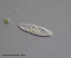 Image of ciliates