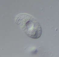 Image of Chilodonella uncinata