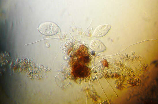 Image of ciliates