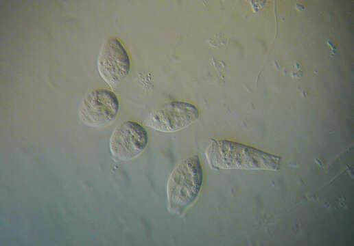 Image of ciliates