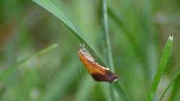 Image of Bicolored Pyrausta