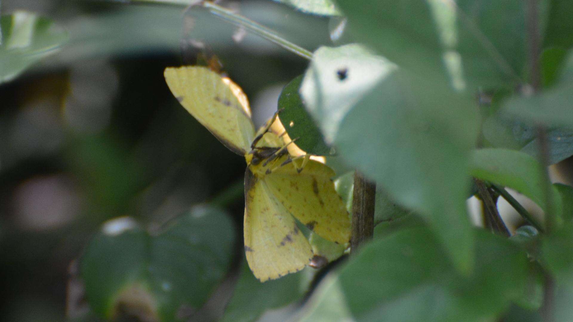 Image of Crocus Geometer Moth