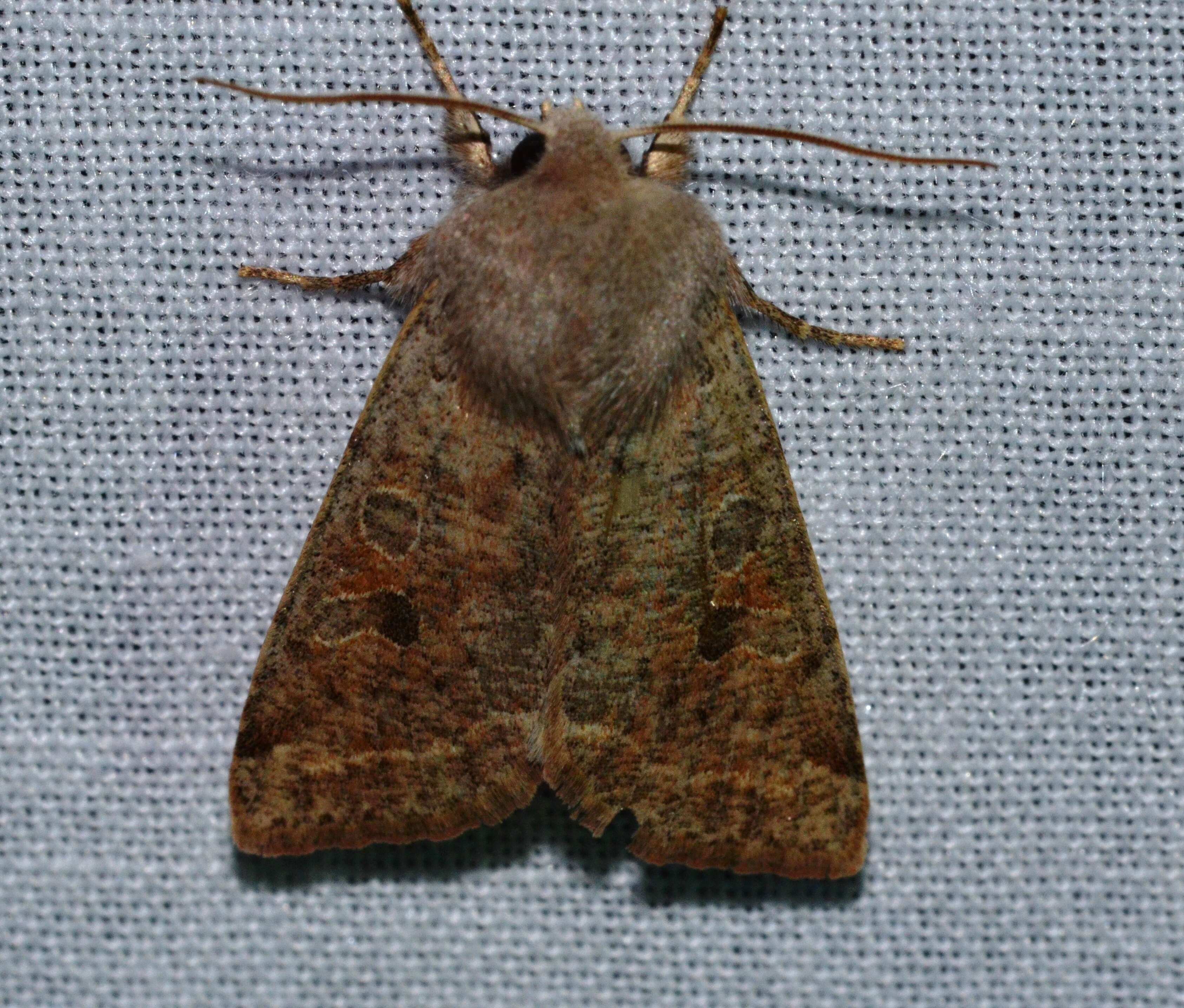 Imagem de Orthosia hibisci Guenée 1852