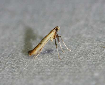 Image of Caloptilia violacella (Clemens 1860)