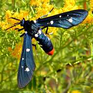 Image of Oleander Moth