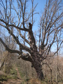 Image of Bur Oak