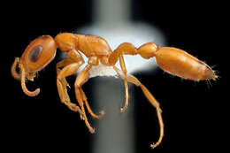 Image of Pseudomyrmex apache Creighton 1953