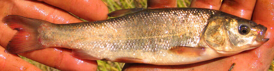 Слика од Siphateles bicolor (Girard 1856)