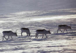 Image of Peary Caribou