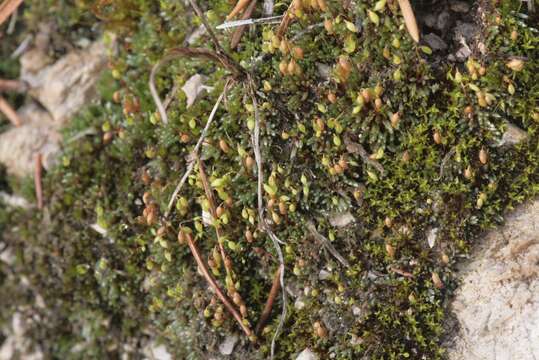 Image of silvergreen bryum moss