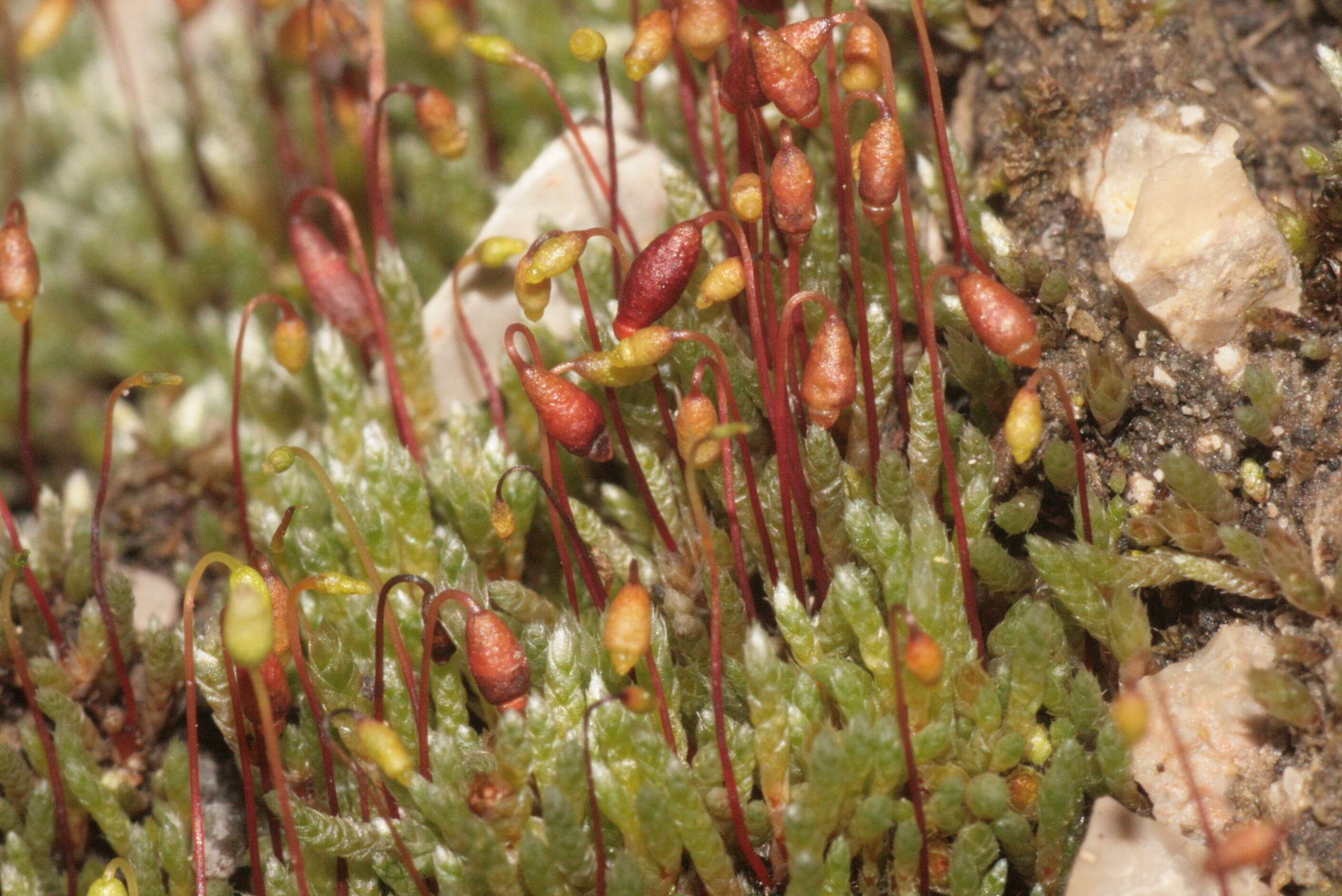 Image of silvergreen bryum moss