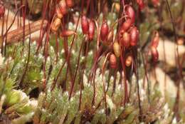 Image of silvergreen bryum moss