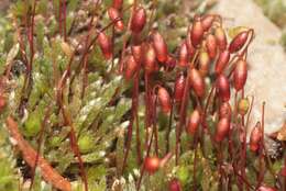 Image of silvergreen bryum moss