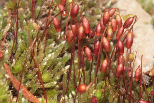 Image of silvergreen bryum moss