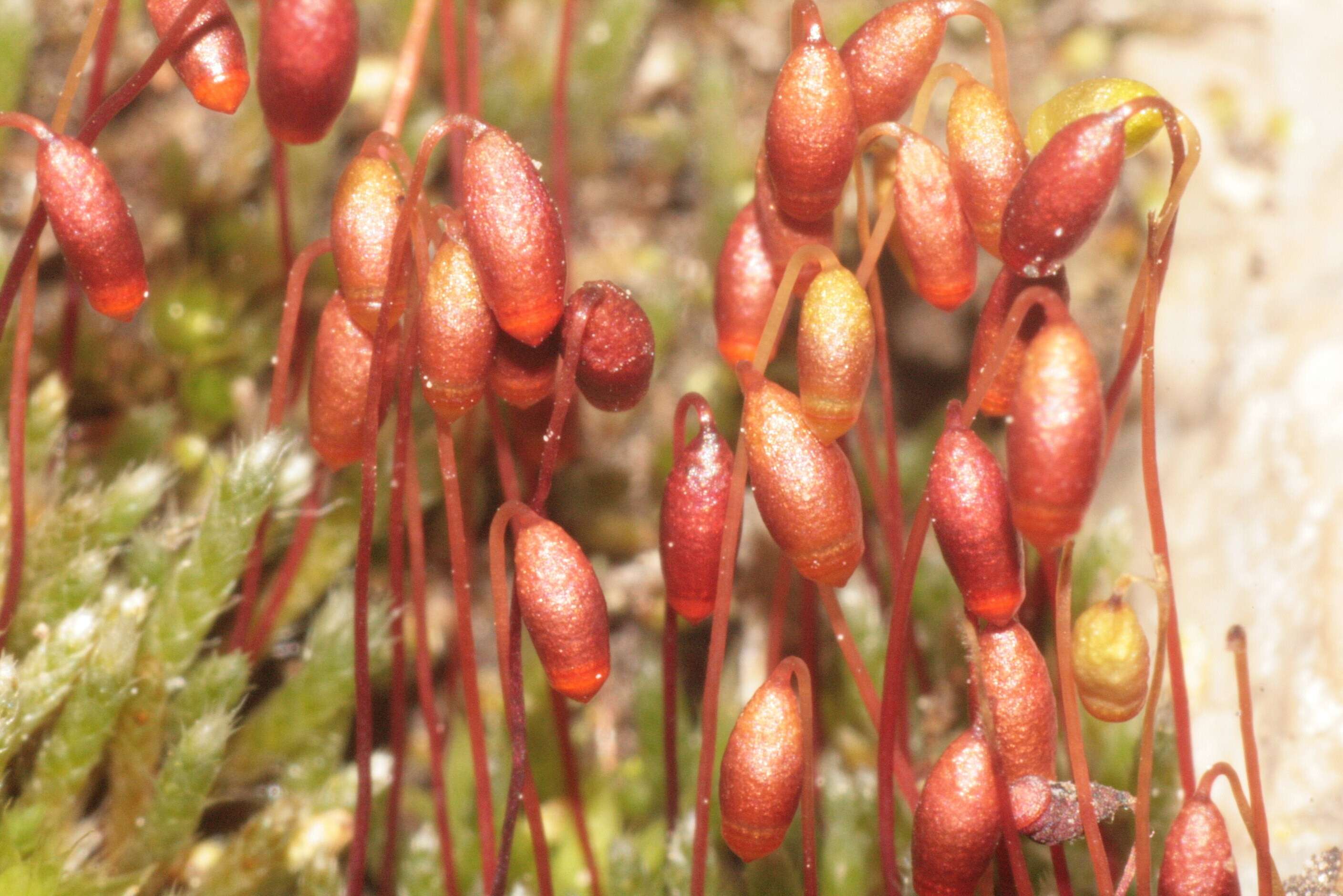 Imagem de Bryum argenteum Hedwig 1801