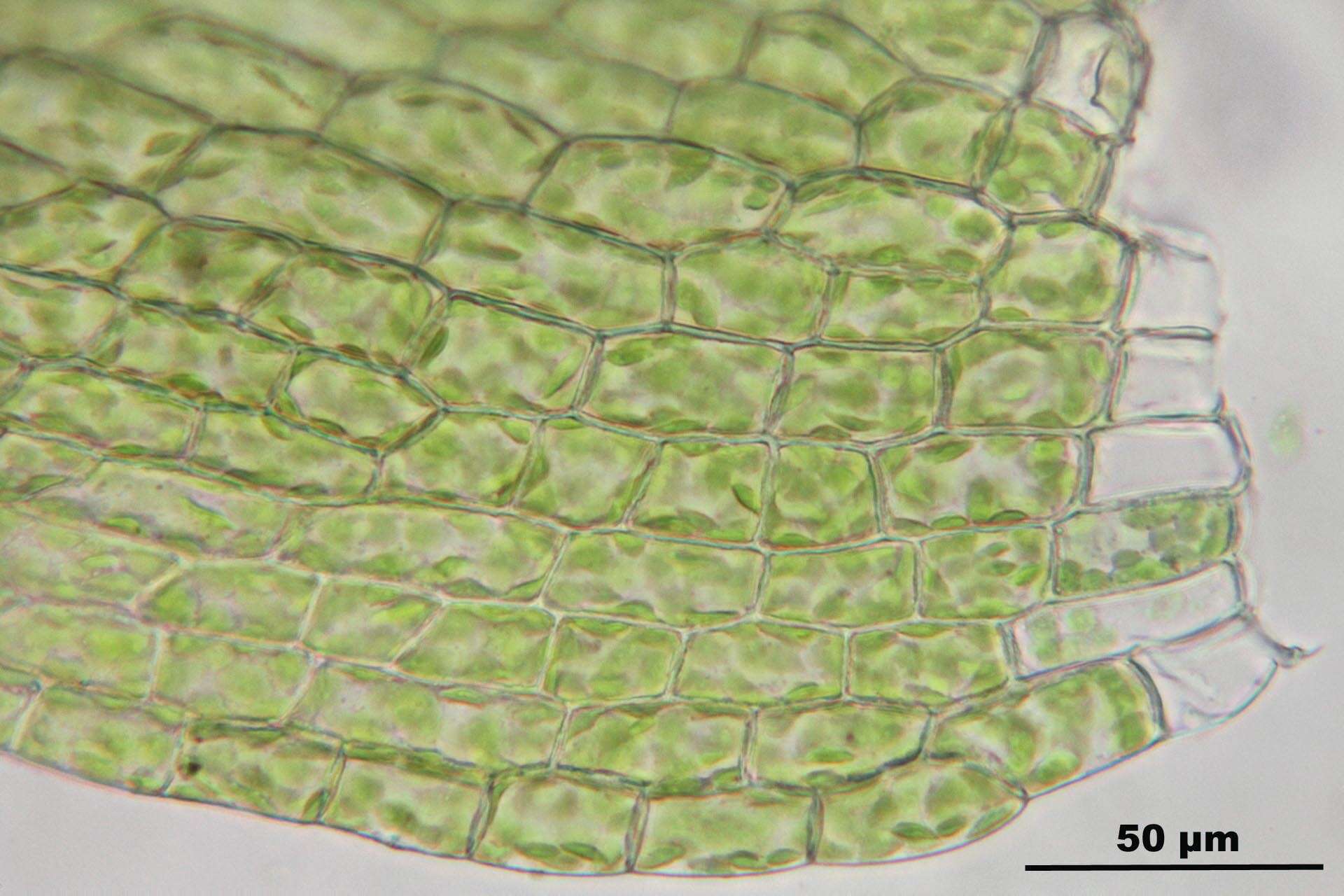 Image of silvergreen bryum moss