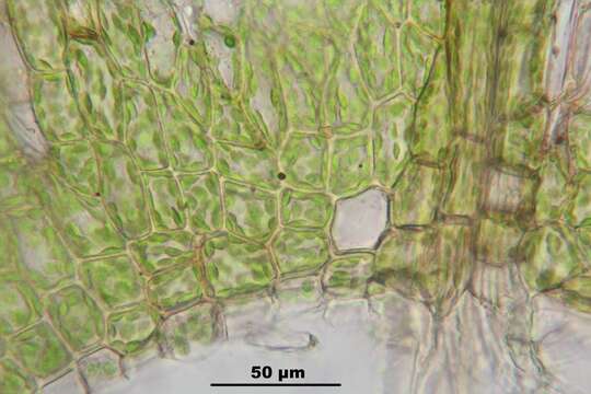 Image of silvergreen bryum moss