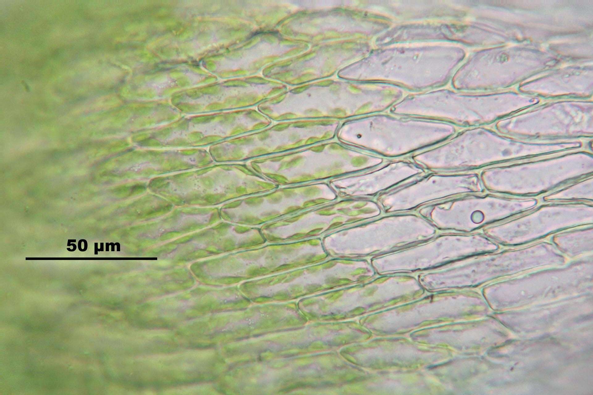 Image of silvergreen bryum moss