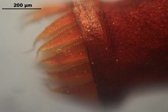 Image of silvergreen bryum moss