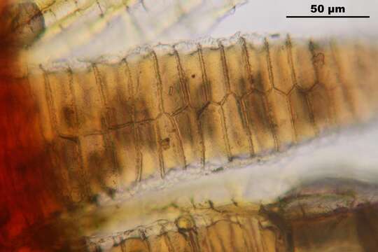 Imagem de Bryum argenteum Hedwig 1801