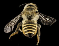 Image of Megachile melanopyga Costa 1863