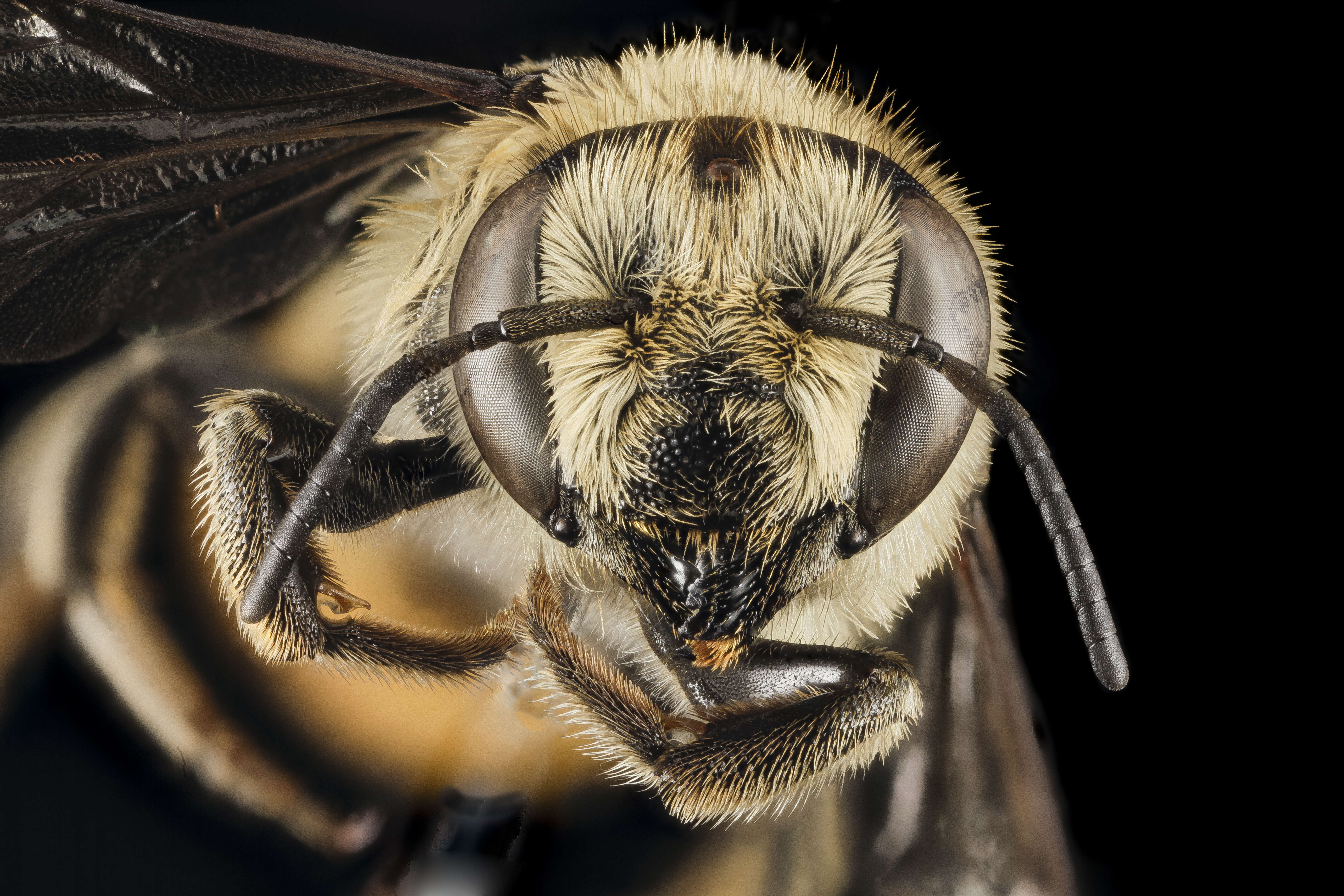 Image of Megachile melanopyga Costa 1863