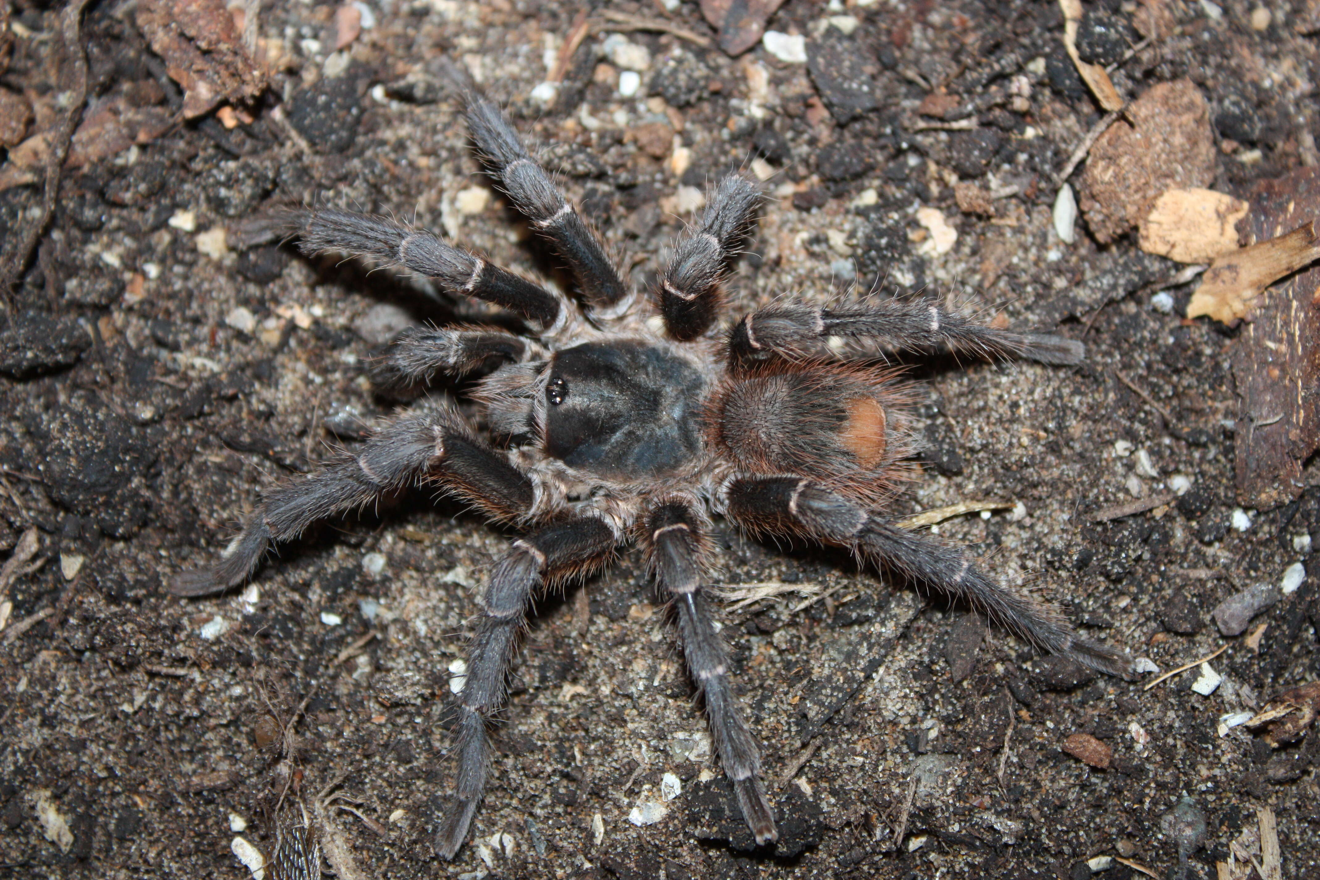 Image of Acanthoscurria theraphosoides (Doleschall 1871)