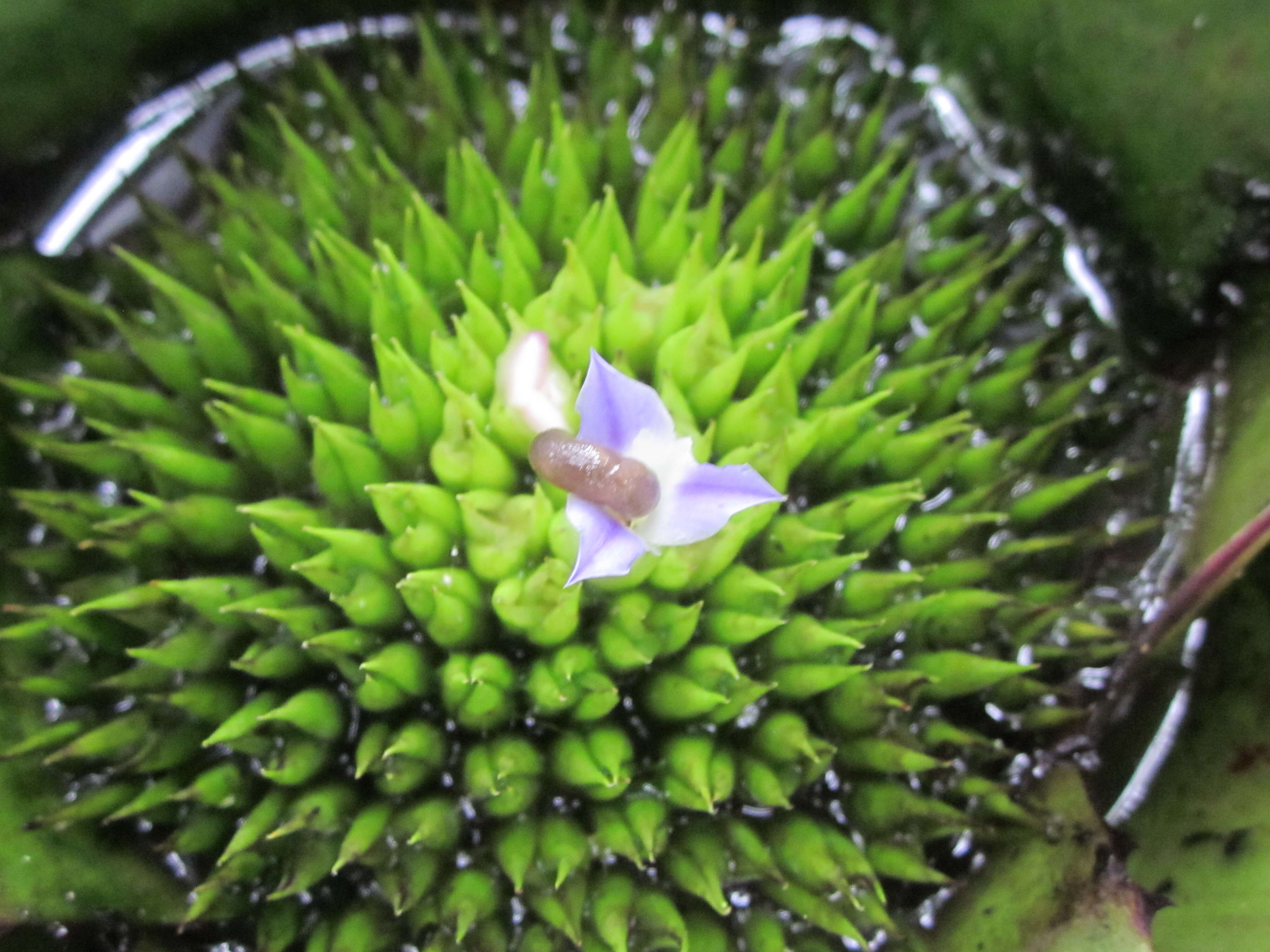 Image of Neoregelia cruenta (Graham) L. B. Sm.