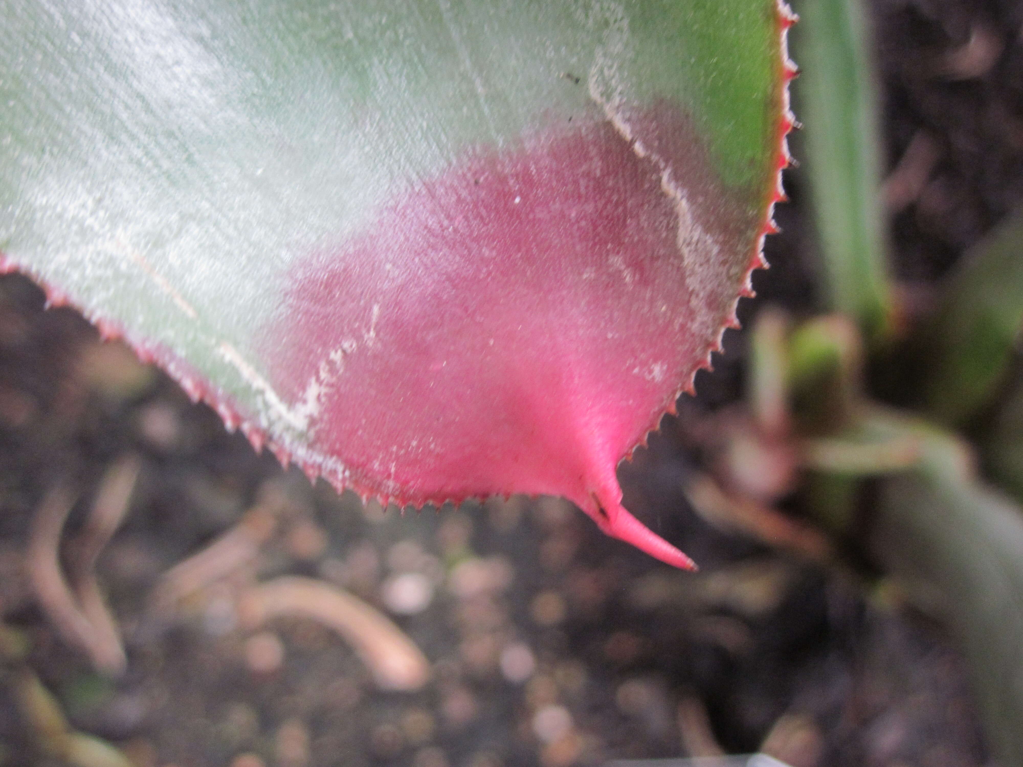 Image of Neoregelia cruenta (Graham) L. B. Sm.