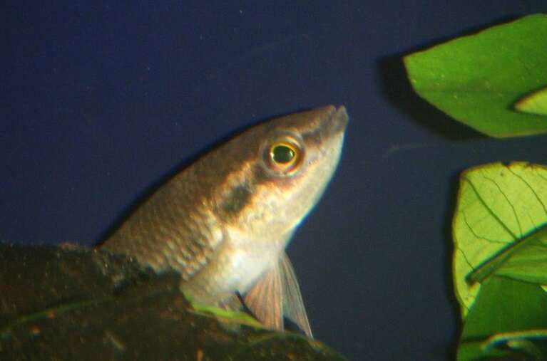 Image of Forest betta