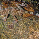Image of Northern Madagascar Ground Gecko