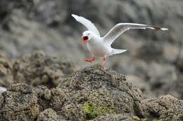 Image of Red-billed gull