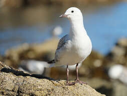 Image of Red-billed gull