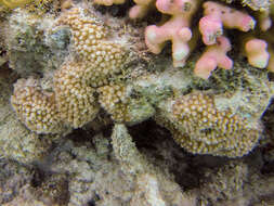 Image of Turbinaria coral